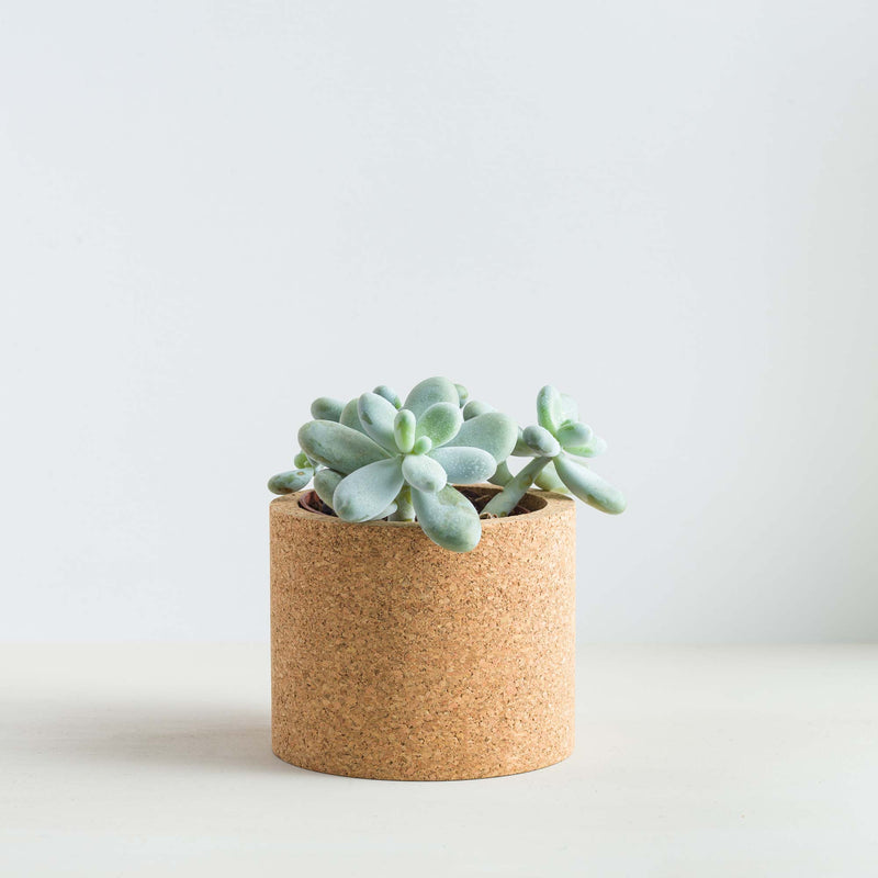 Echo Cork Planter - Artysan